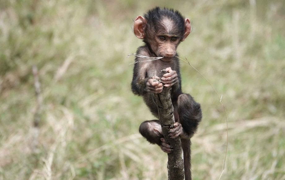 An olive baboon sitting on a branch.