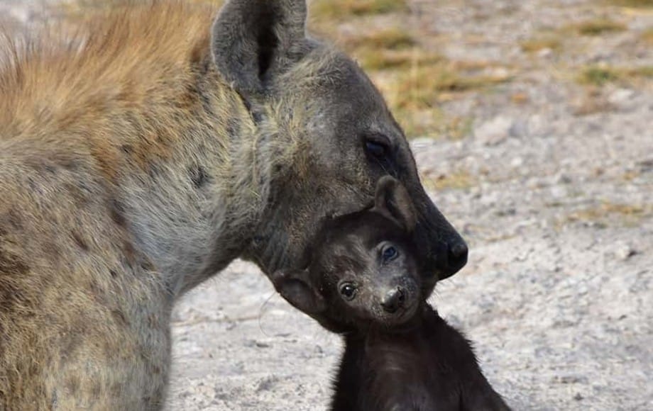 A hyena holding a cub