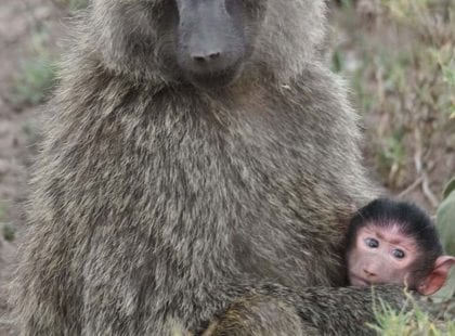 a baby baboon with his mother
