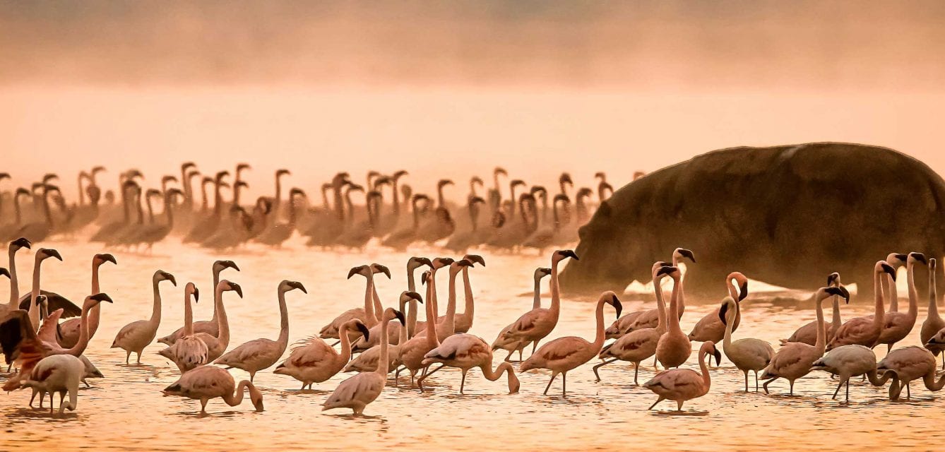 African Splendour