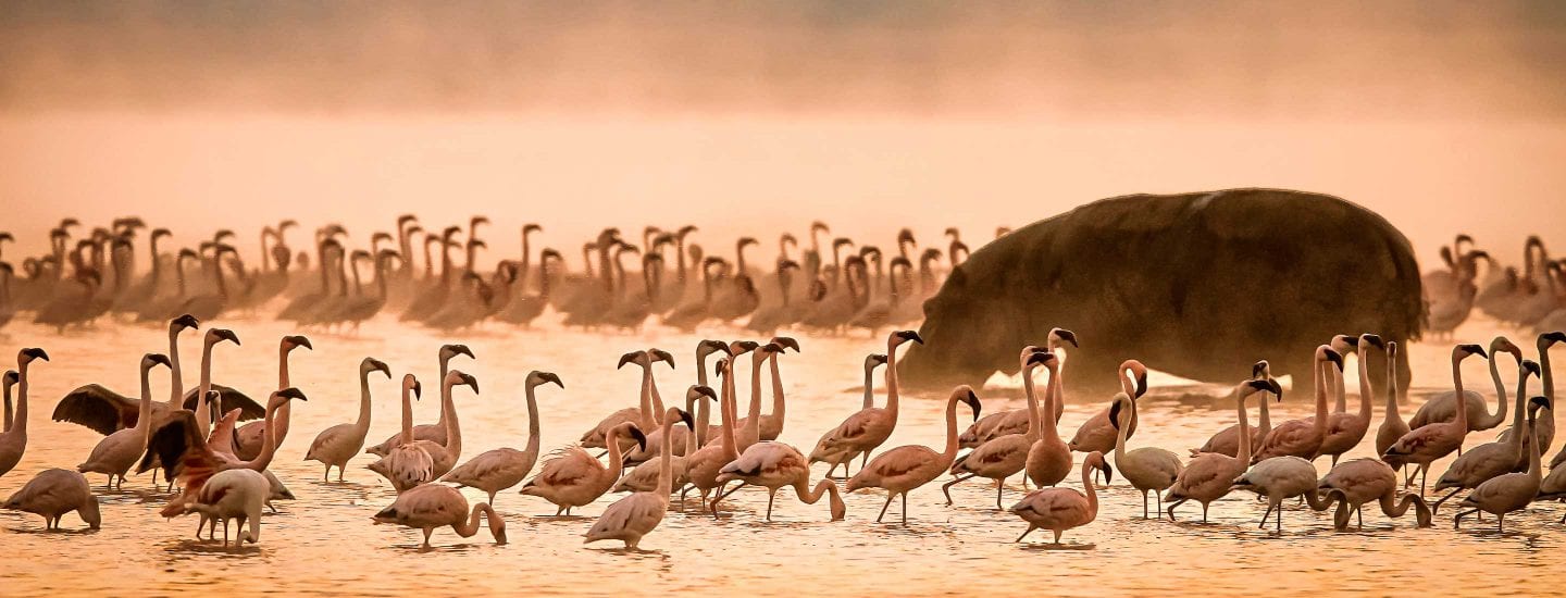 African Splendour