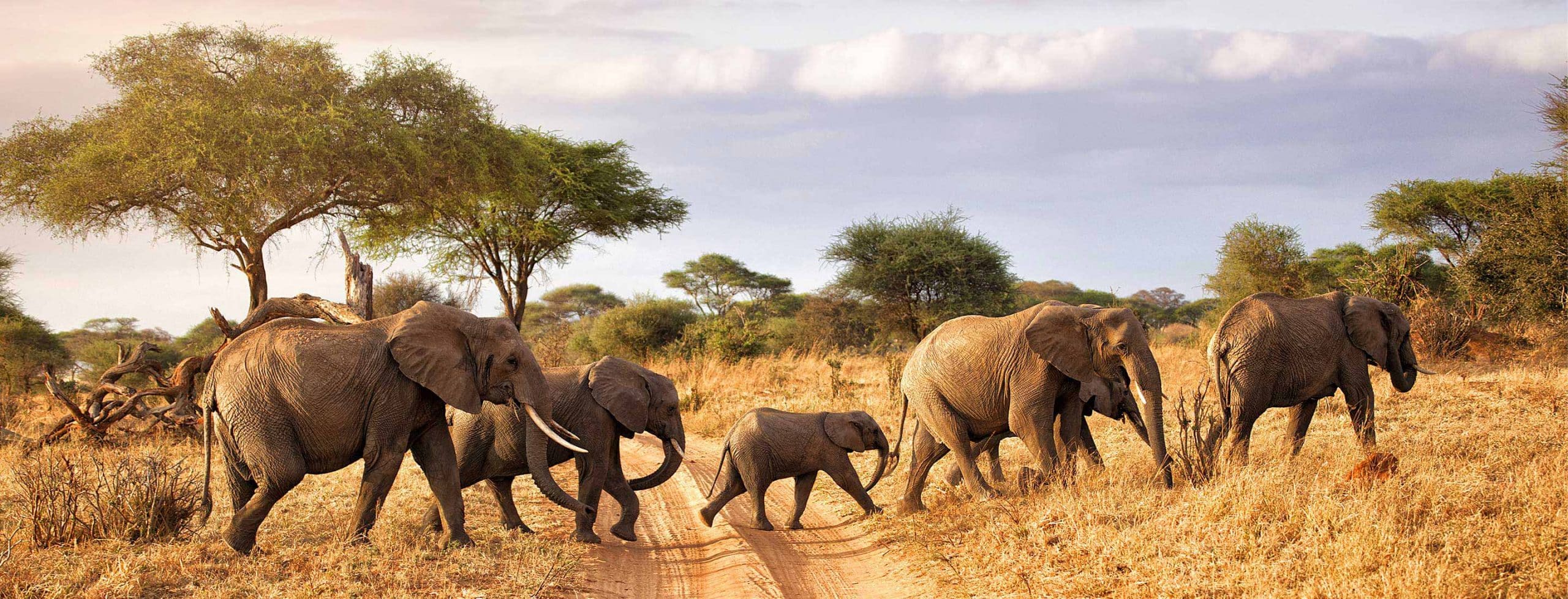 Luxury Tanzania Safari Tours & Adventures — Wander Africa