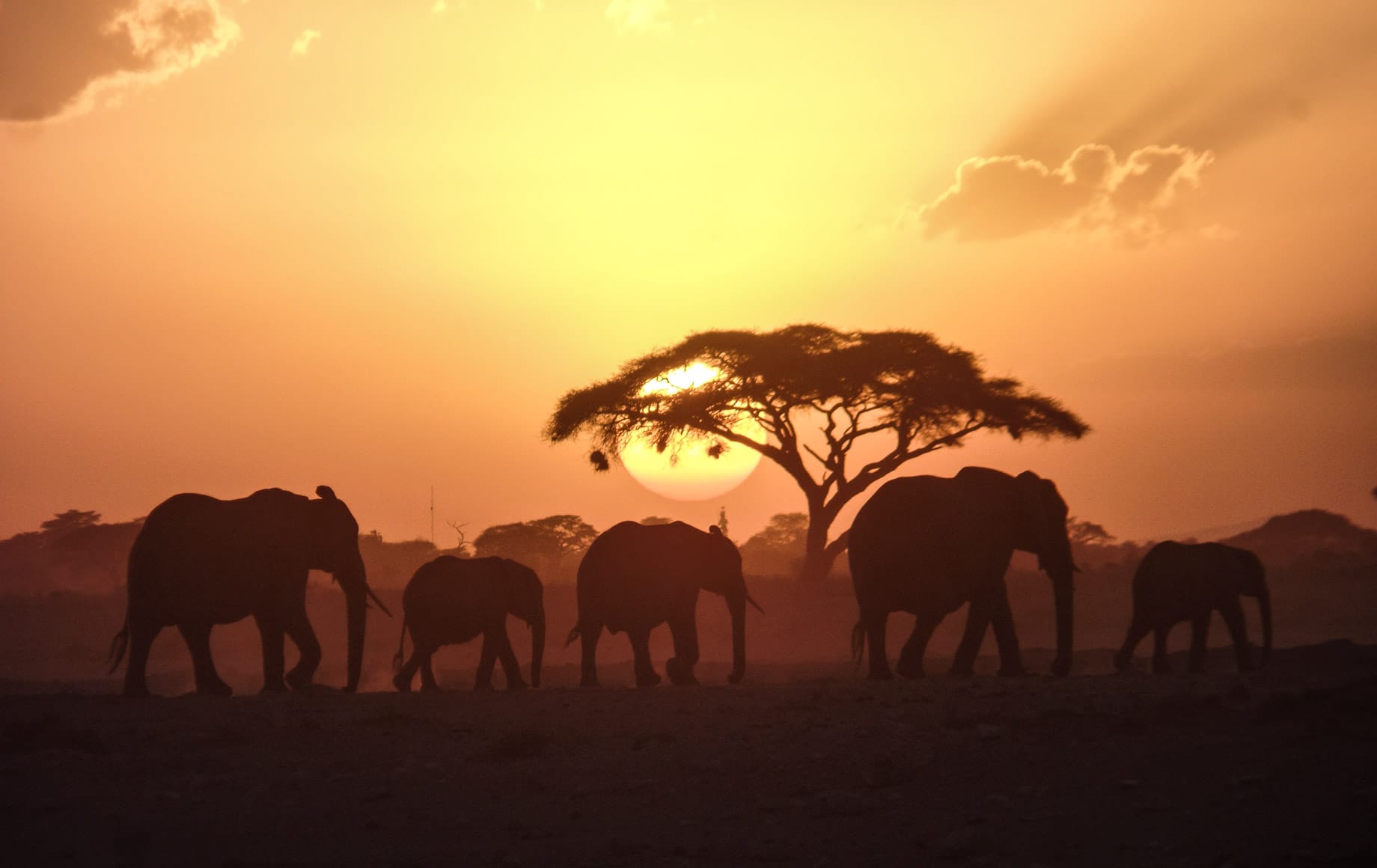 Amboseli National Park - Elephants group roaming arounf