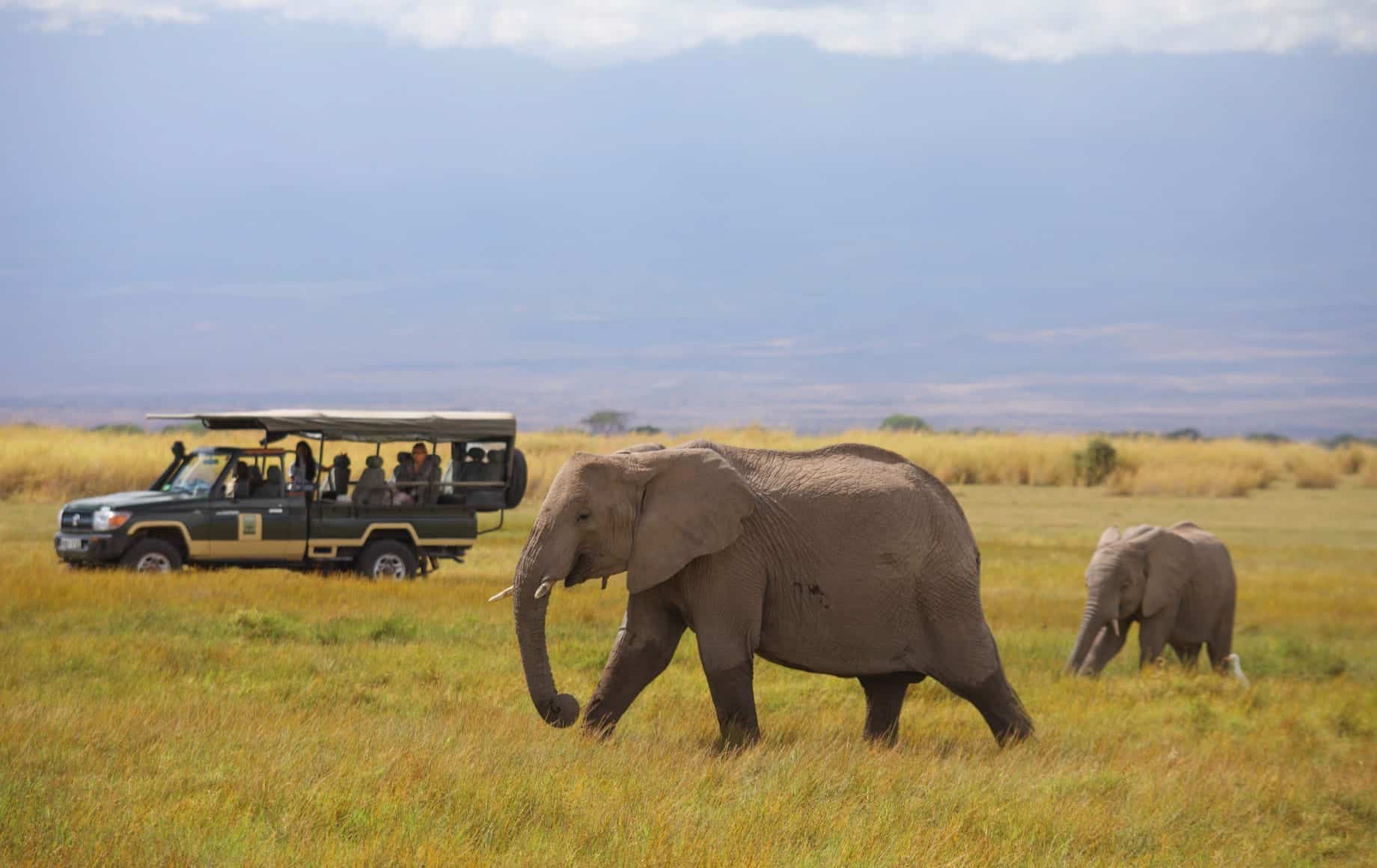 People watching elephants while Amboseli National Park safari