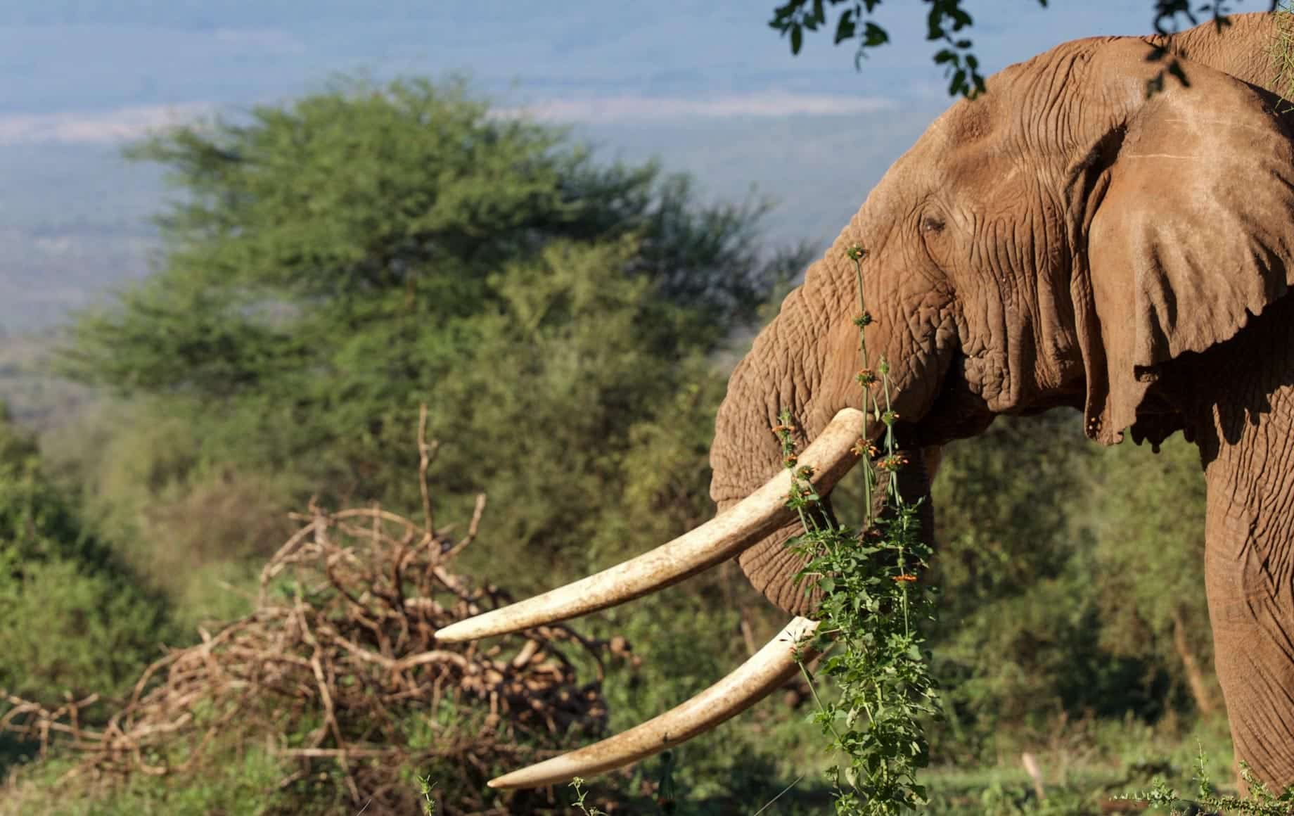 Arusha - Elephant eating grass