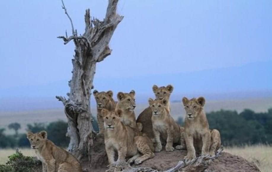 Young lion cubs on ant hill