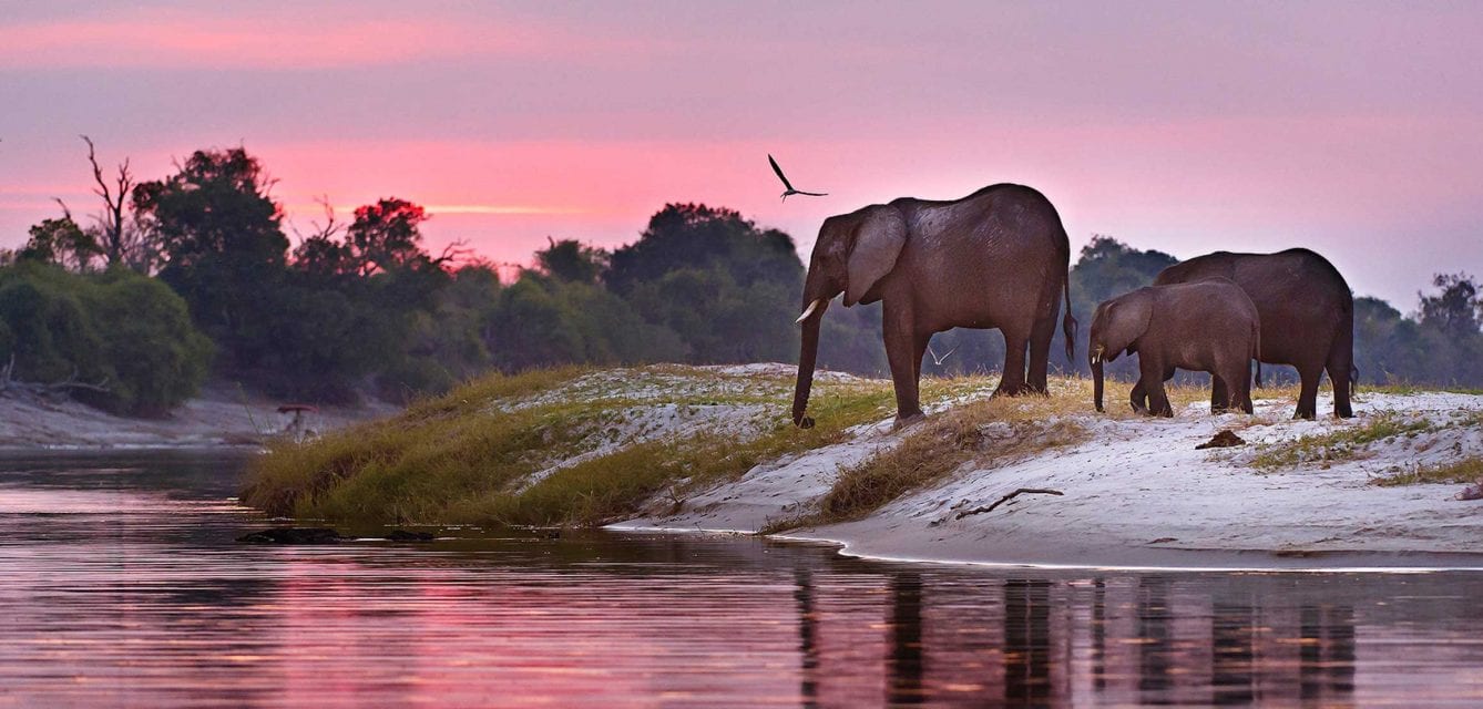 Botswana's Timeless Wilderness