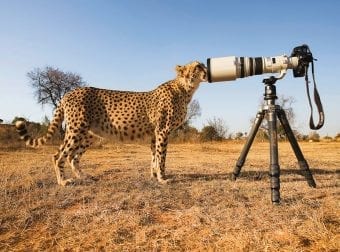 Cheetah with camera