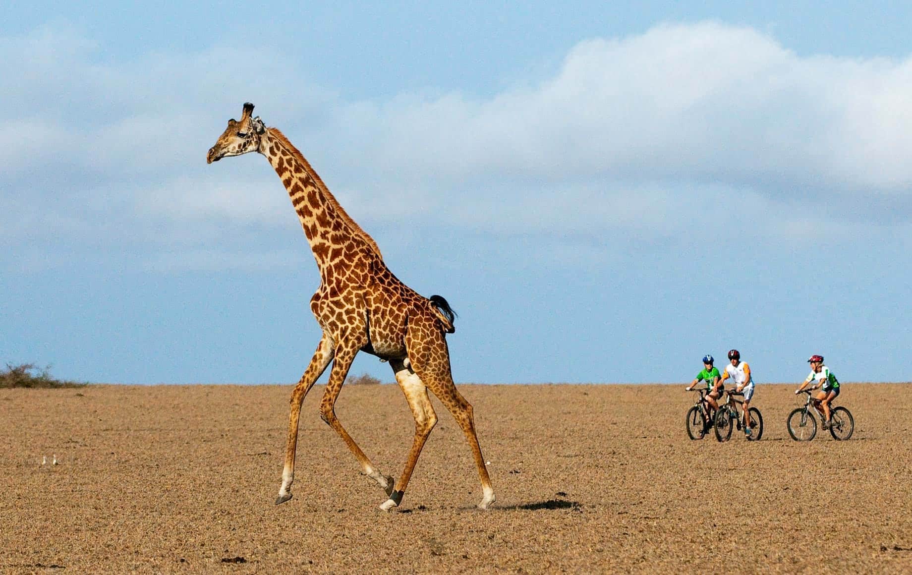 Riding bicycles alongside roaming giraffe at Chyulu Hills