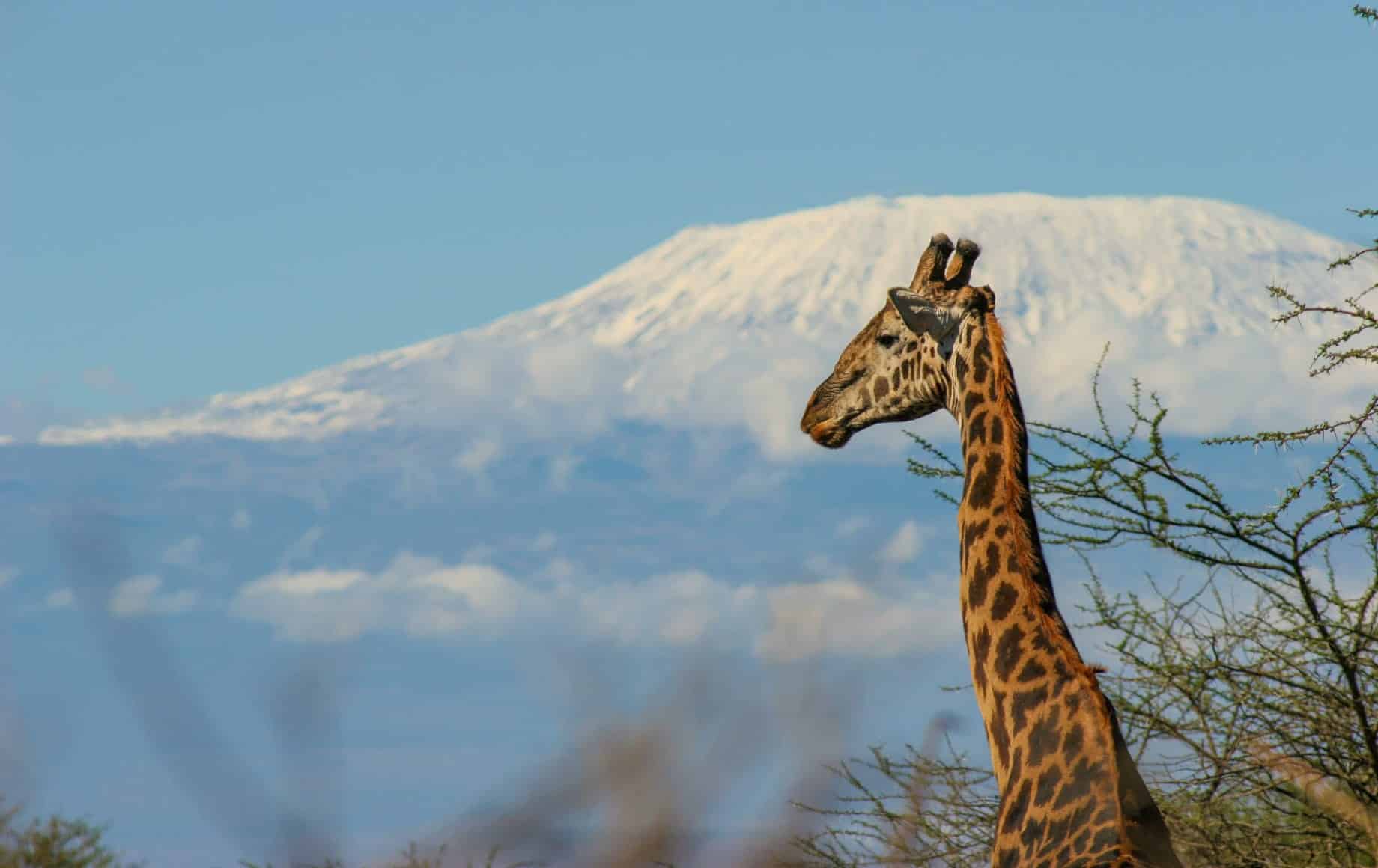 Wild giraffe looking out at Chyulu Hills