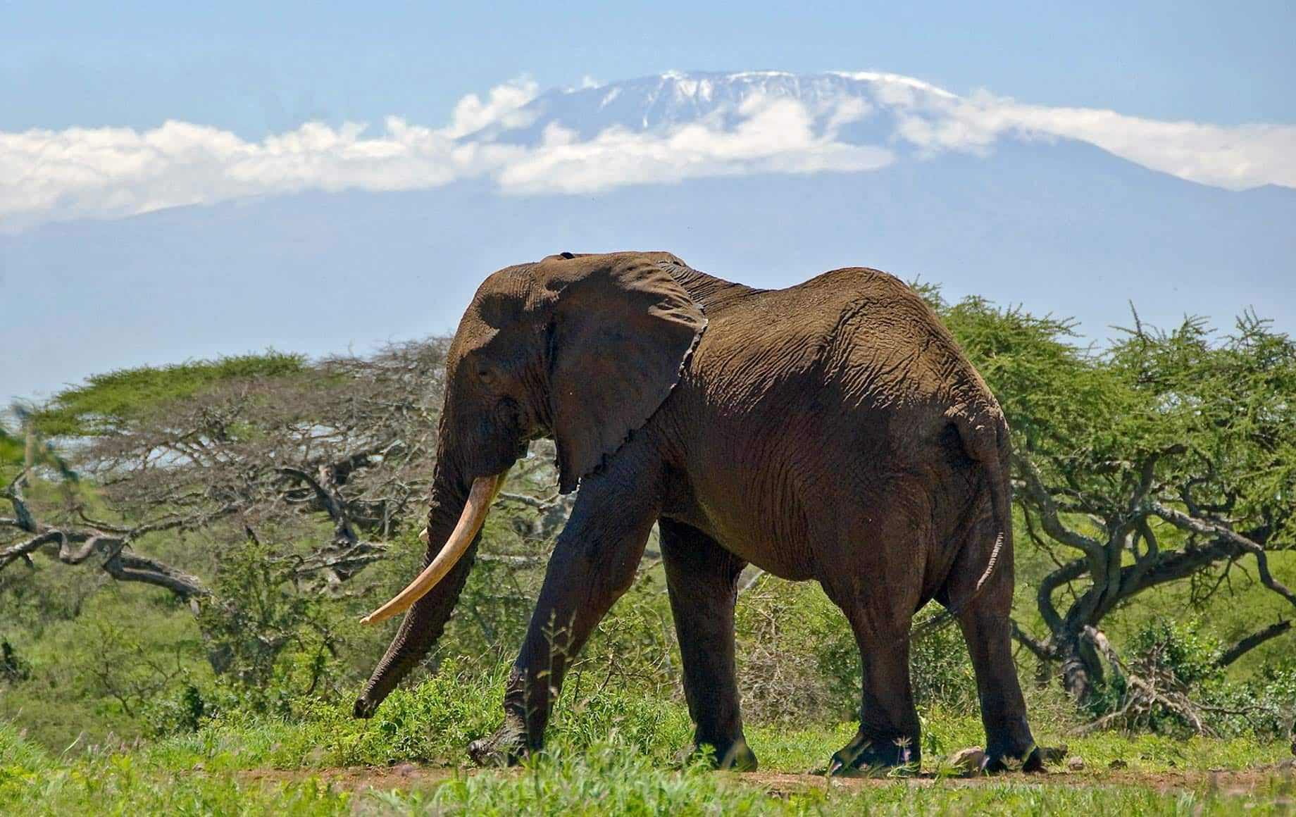 Wild elephant walking alone in peace at Chyulu Hills