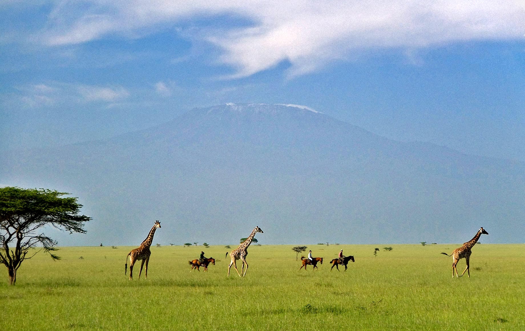 Horseback riding alongside wild giraffes at Chyulu Hills