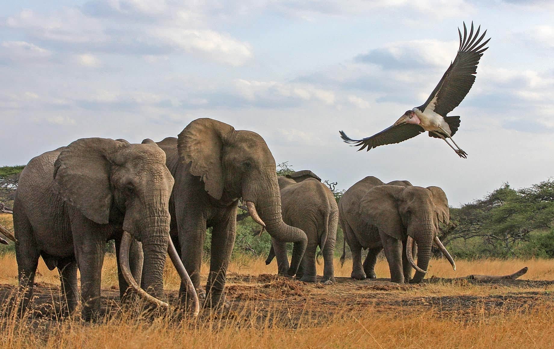 Family of elephants and bird flying with freedom at Chyulu Hills