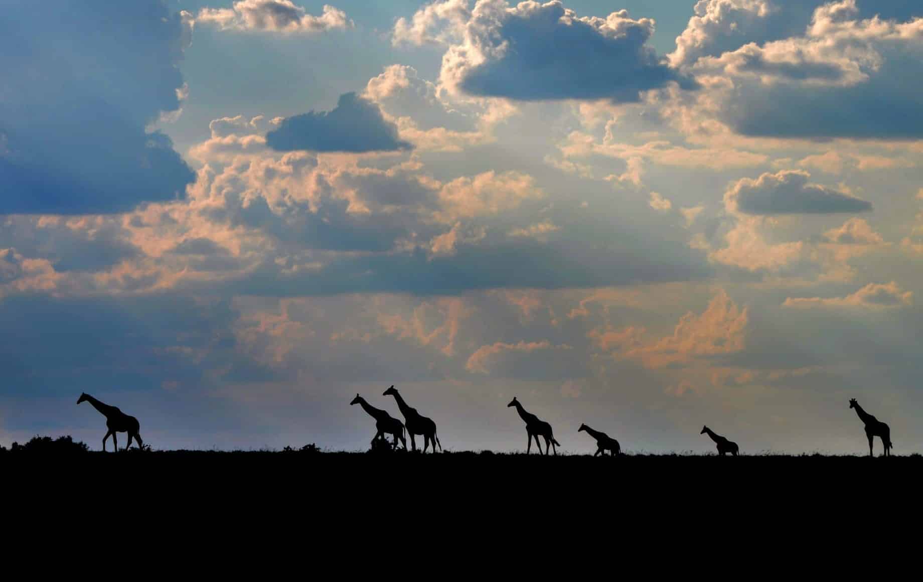 Groups of Giraffes