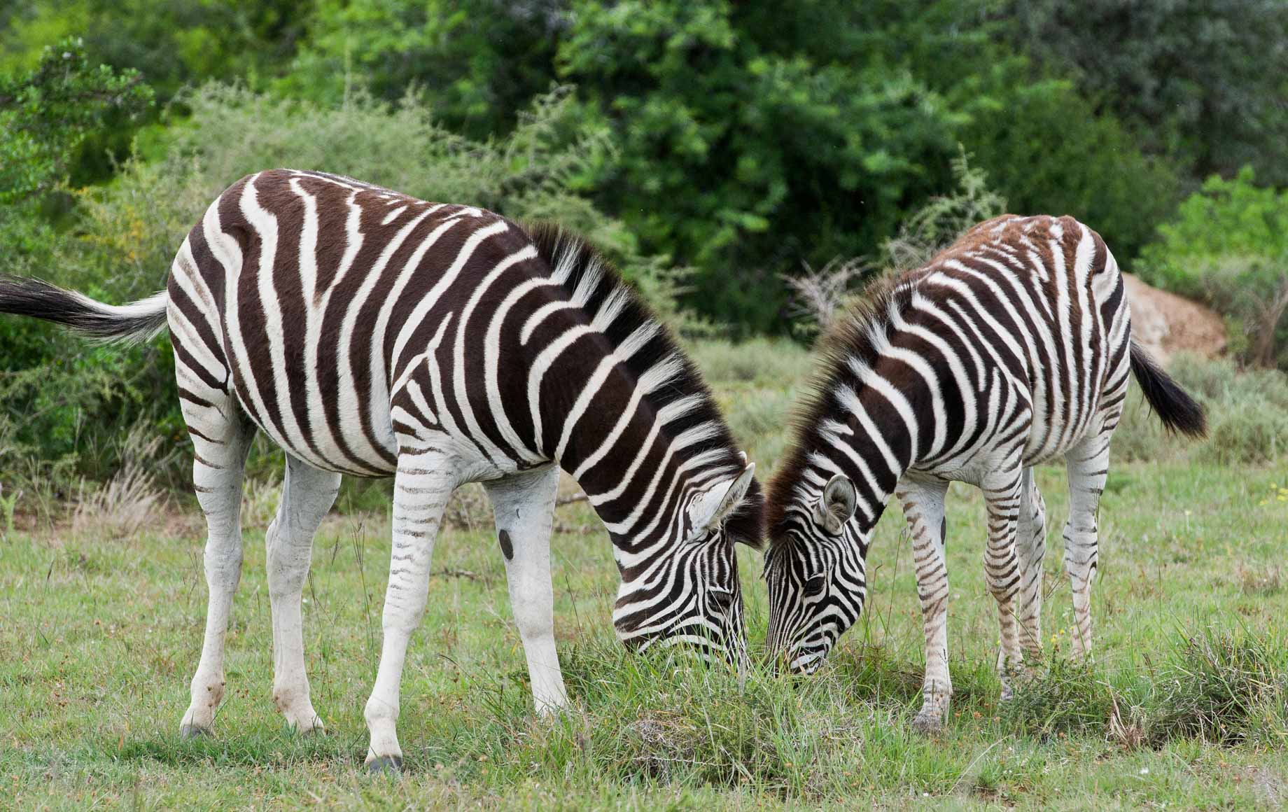 Zebras at The Eastern Cape