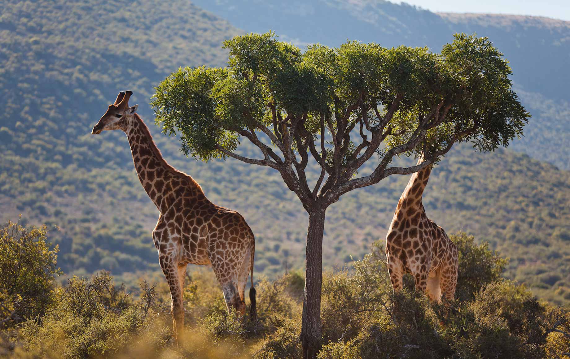 Giraffes at The Eastern Cape