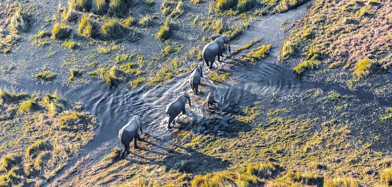 Aerial view of elephants in Africa