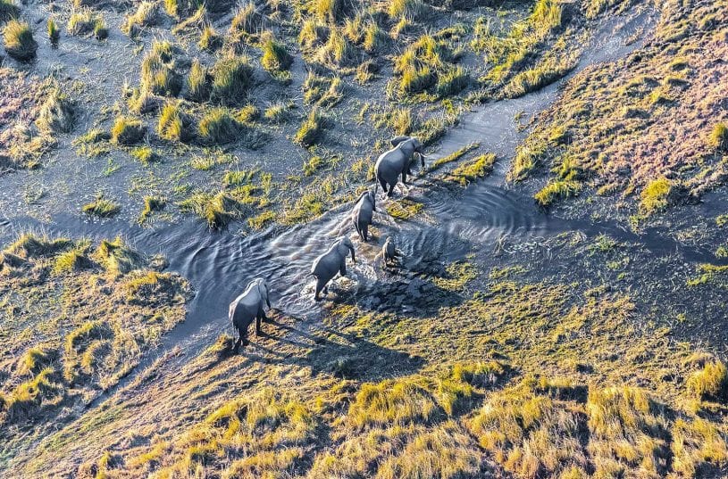 Aerial view of elephants in Africa