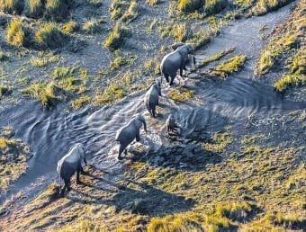 Aerial view of elephants in Africa