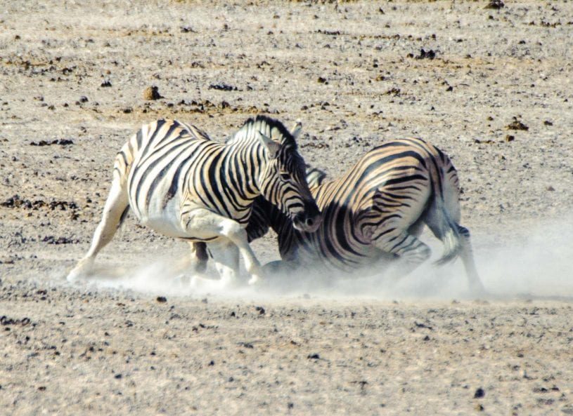 Hartmann’s Mountain Zebra