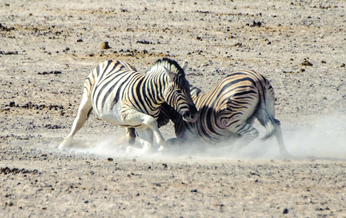 Hartmann’s Mountain Zebra