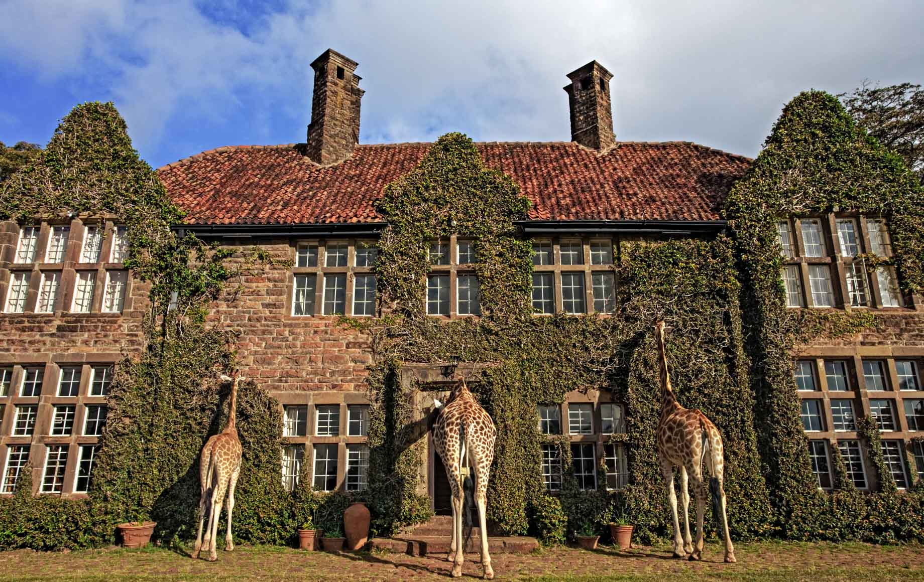 Giraffe sticks his neck out to join family for breakfast at manor house