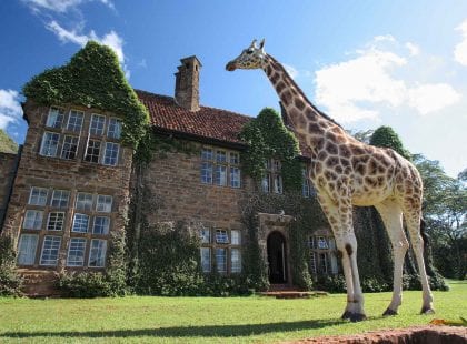Giraffe sticks his neck out to join family for breakfast at manor house