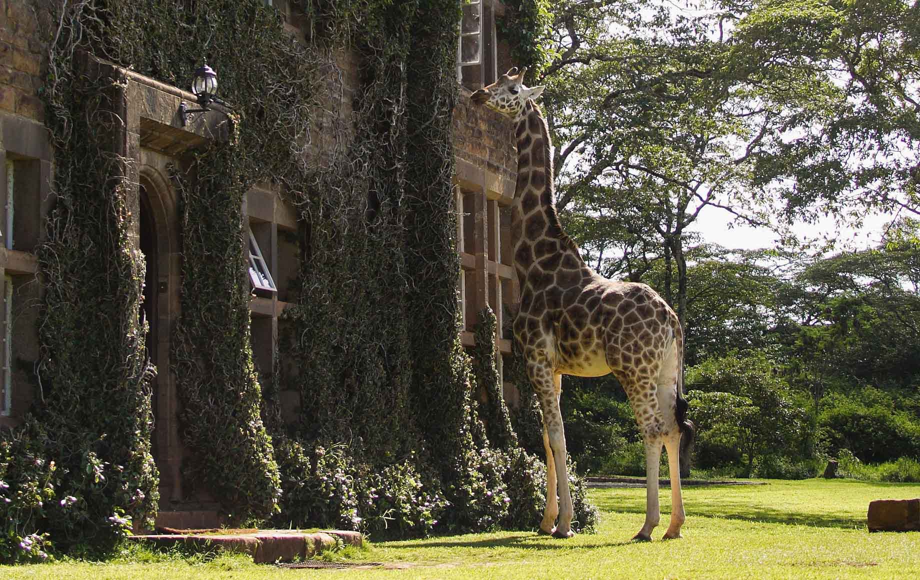 Giraffe sticks his neck out to join family for breakfast at manor house