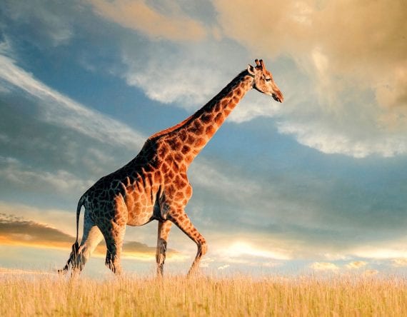 Giraffe roaming around during sunset