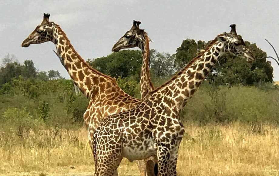 three giraffes next to eachother