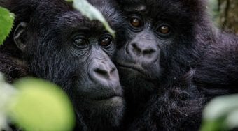 Gorilla Tracking