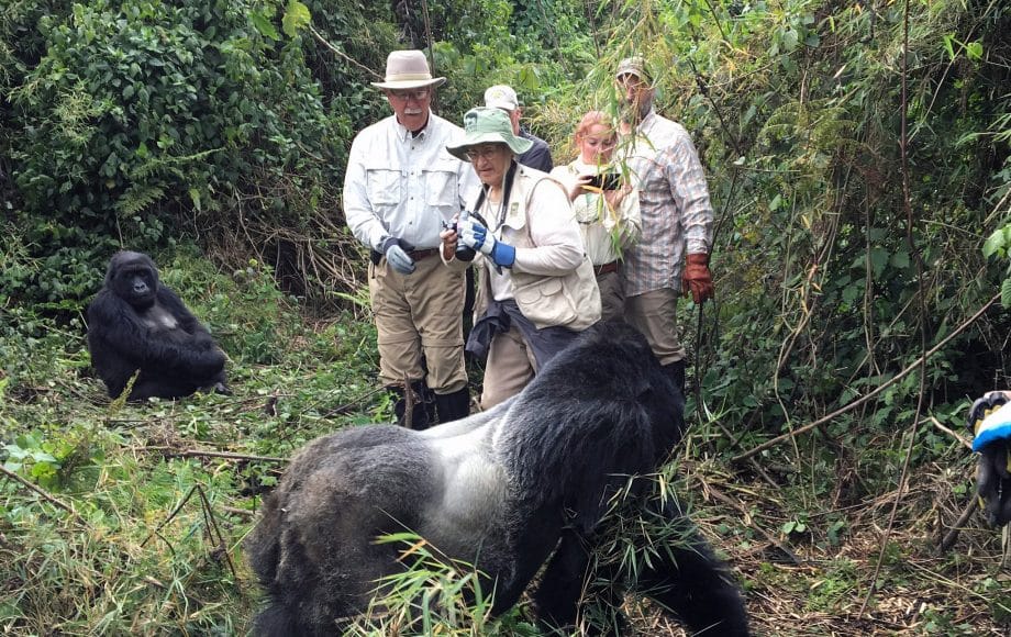 tourists with a group of gorillas