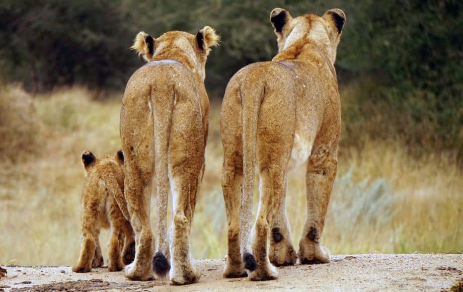 a family of lions