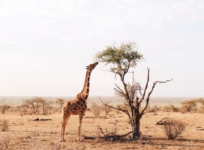 A giraffe eating from a tree