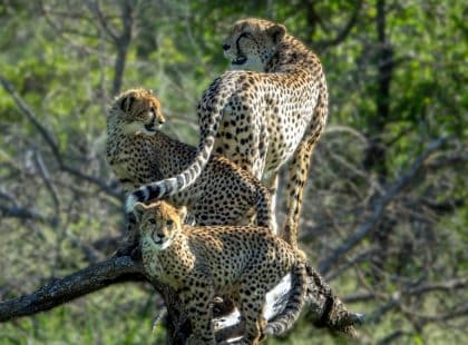three cheetahs on a branch