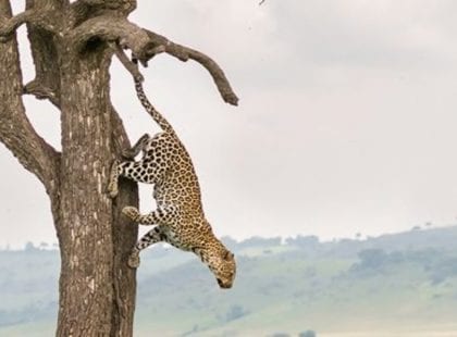 Leopard leaping down from tree