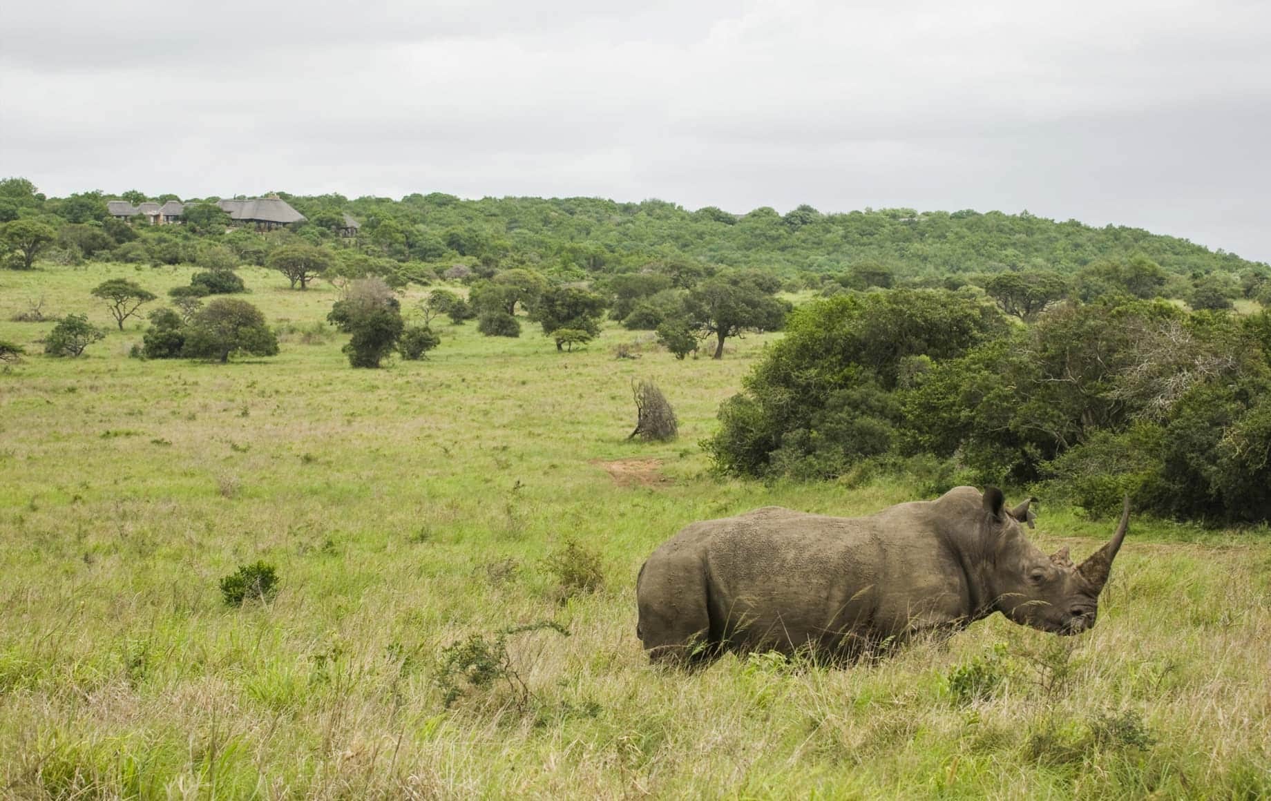 Hippopotamus at KwaZulu-Natal