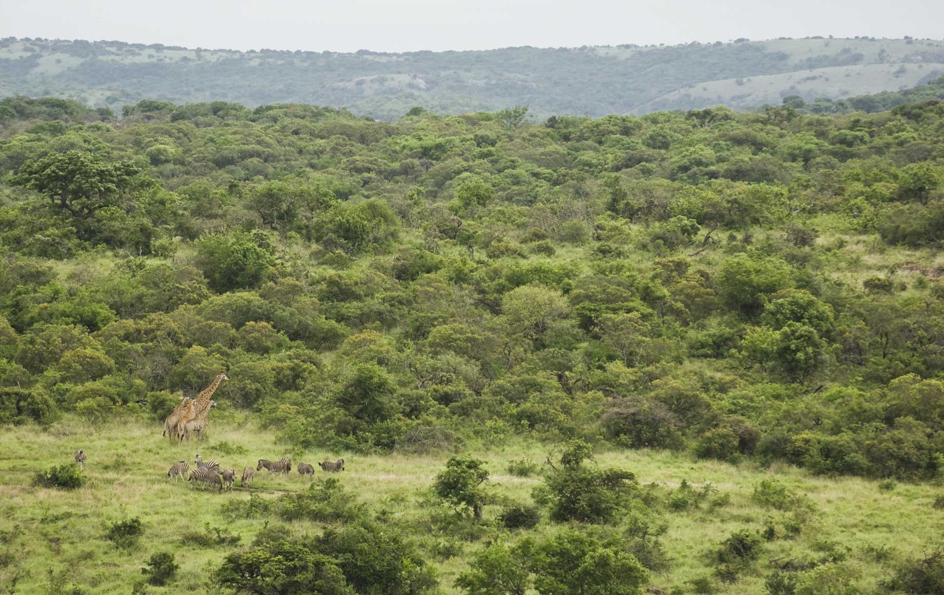 Wildlife at KwaZulu-Natal