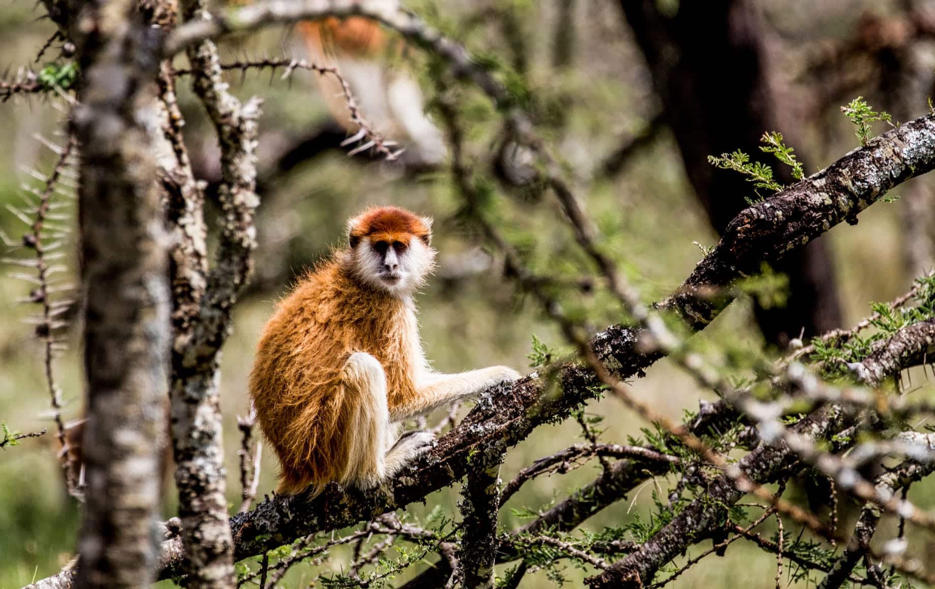 Patas monkey sitting, Laikipia Plateau, Kenya