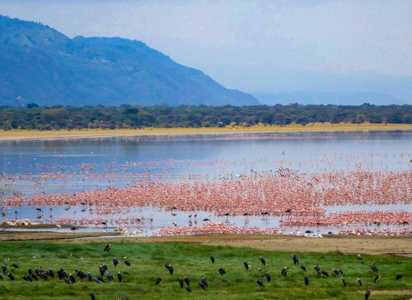 Lake Manyara itself is the main attraction of the Park, and attracts a variety of waterbirds, including huge flocks of pink flamingos as well as pelicans, storks and cormorants.