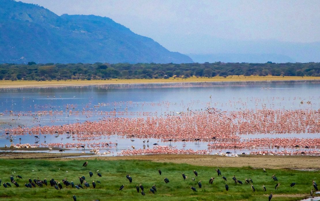 Lake Manyara itself is the main attraction of the Park, and attracts a variety of waterbirds, including huge flocks of pink flamingos as well as pelicans, storks and cormorants.