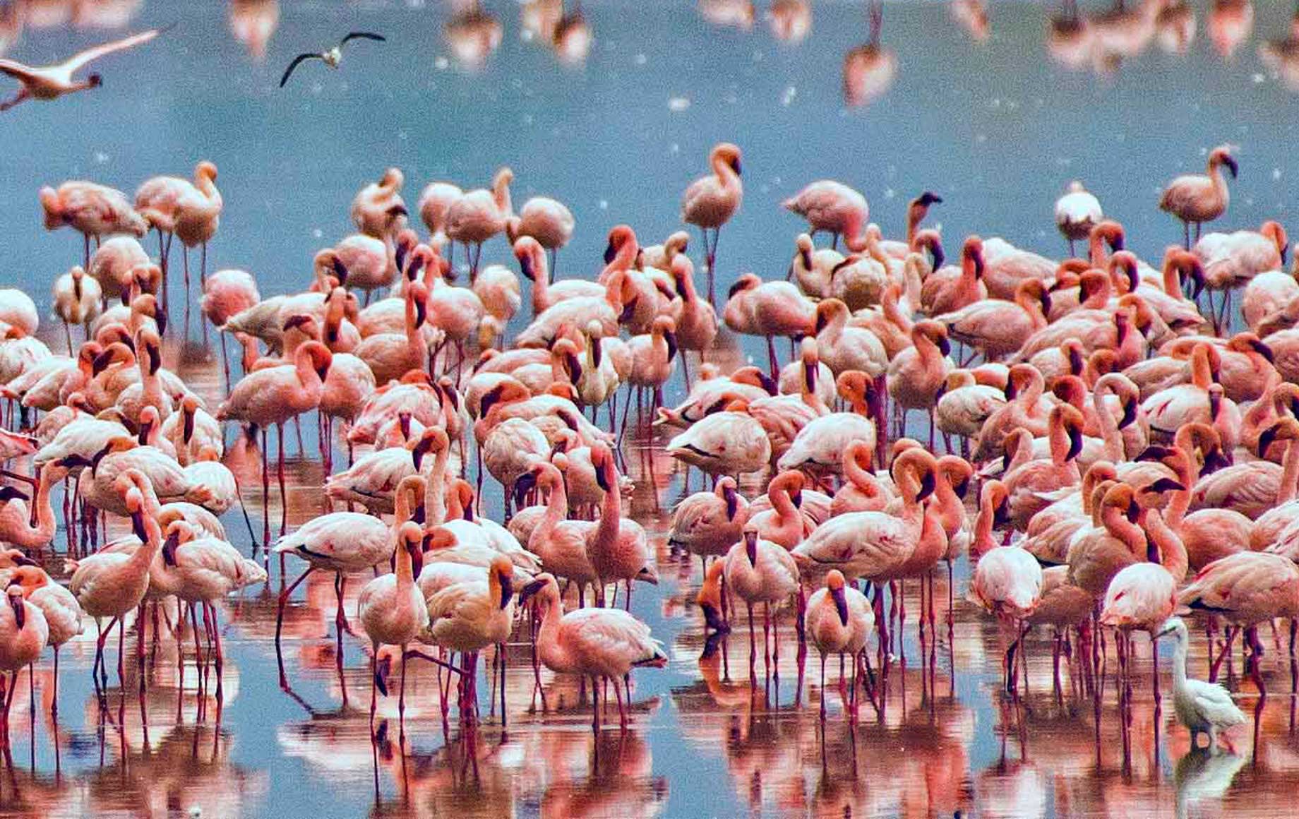 Lake Manyara itself is the main attraction of the Park, and attracts a variety of waterbirds, including huge flocks of pink flamingos as well as pelicans, storks and cormorants.