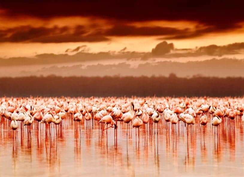 Flamingos on Lake Nakuru and Lake Naivasha