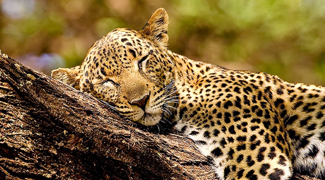 Sleeping Beauty of Leopard