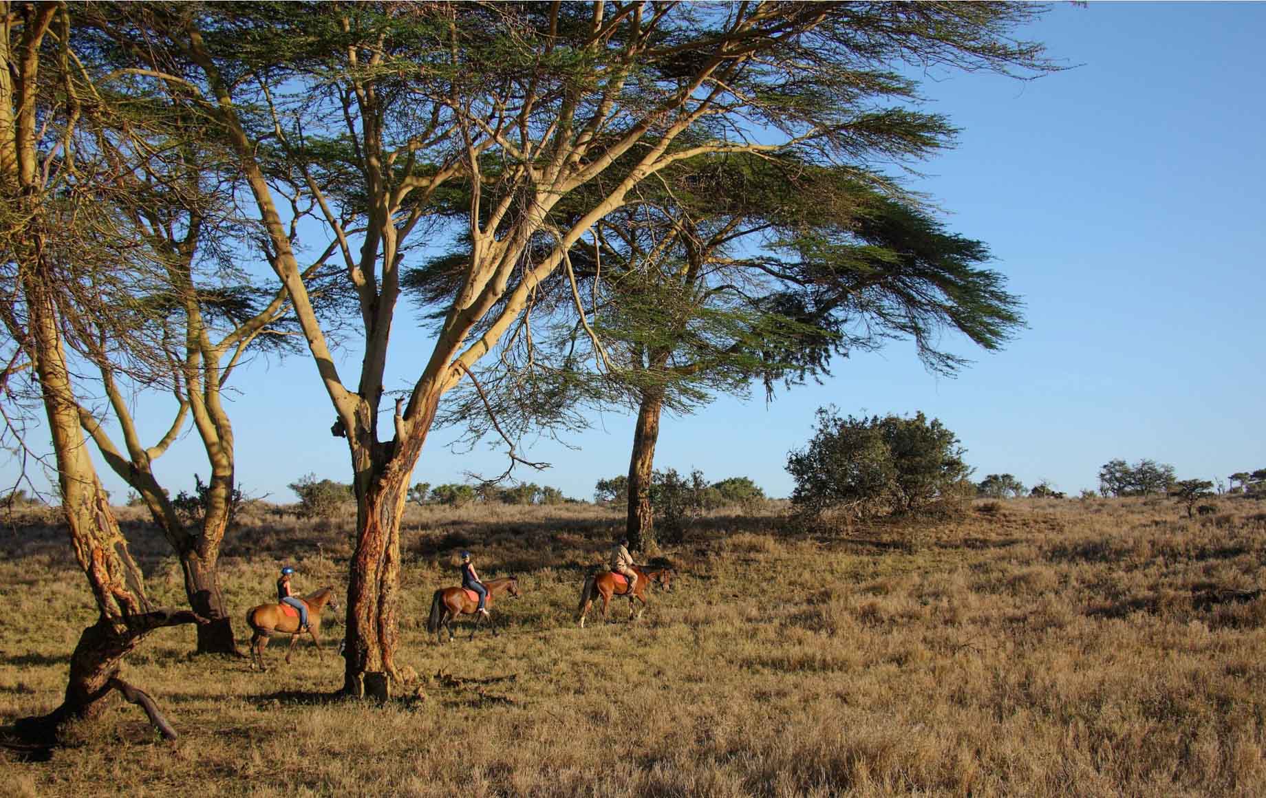 Lewa Safari Camp