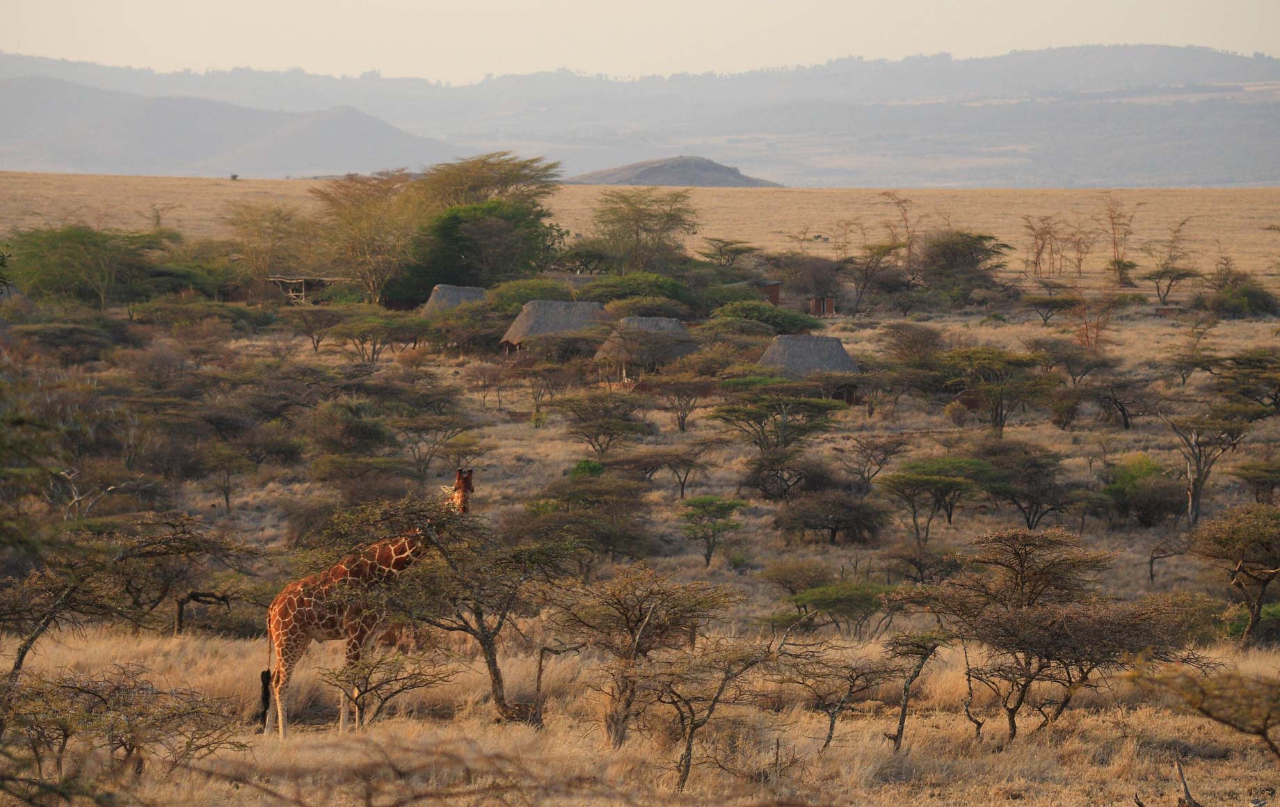 Lewa Safari Camp