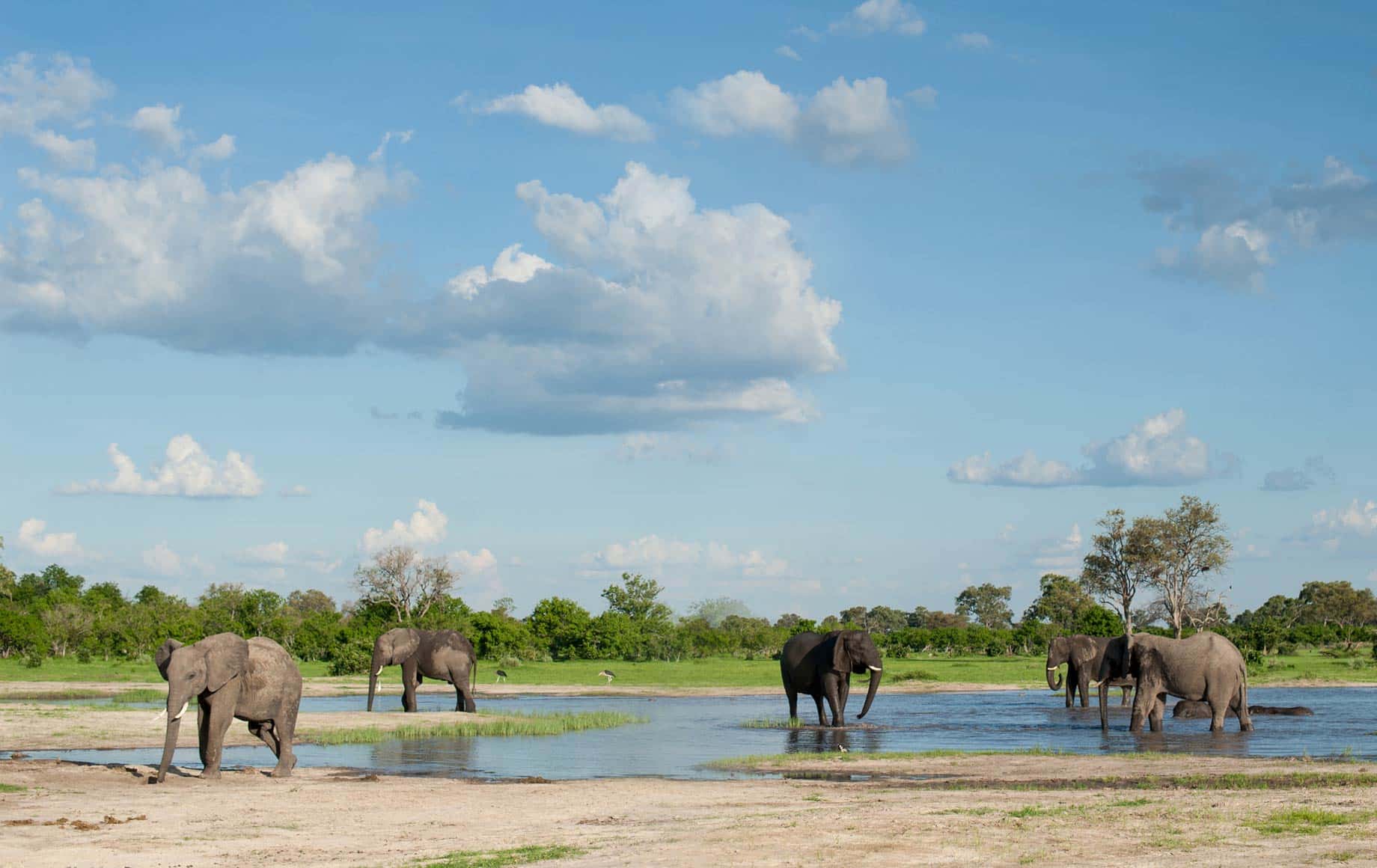 Group of Elephants roaming around at Linyanti Floodplains