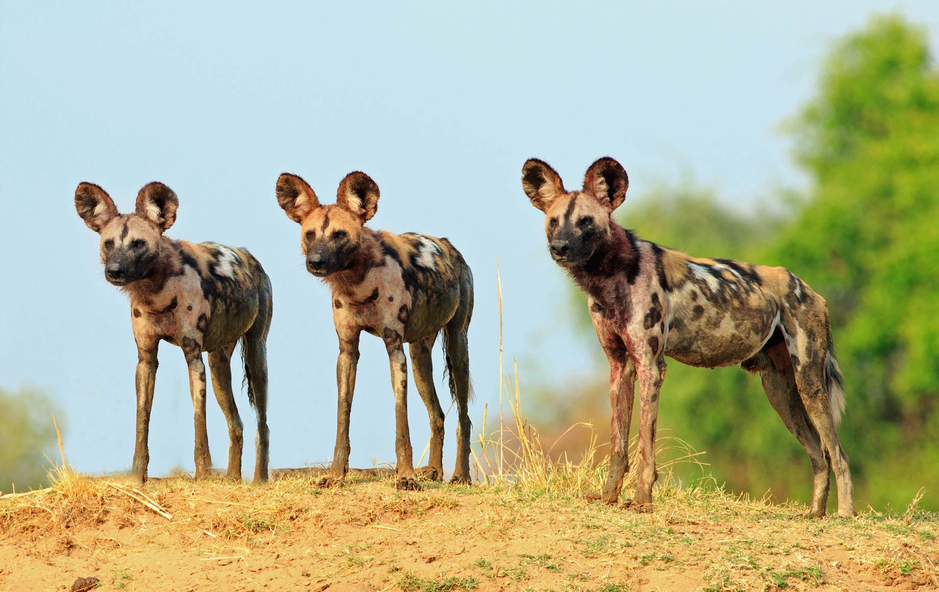 Wildlife at Linyanti Floodplains