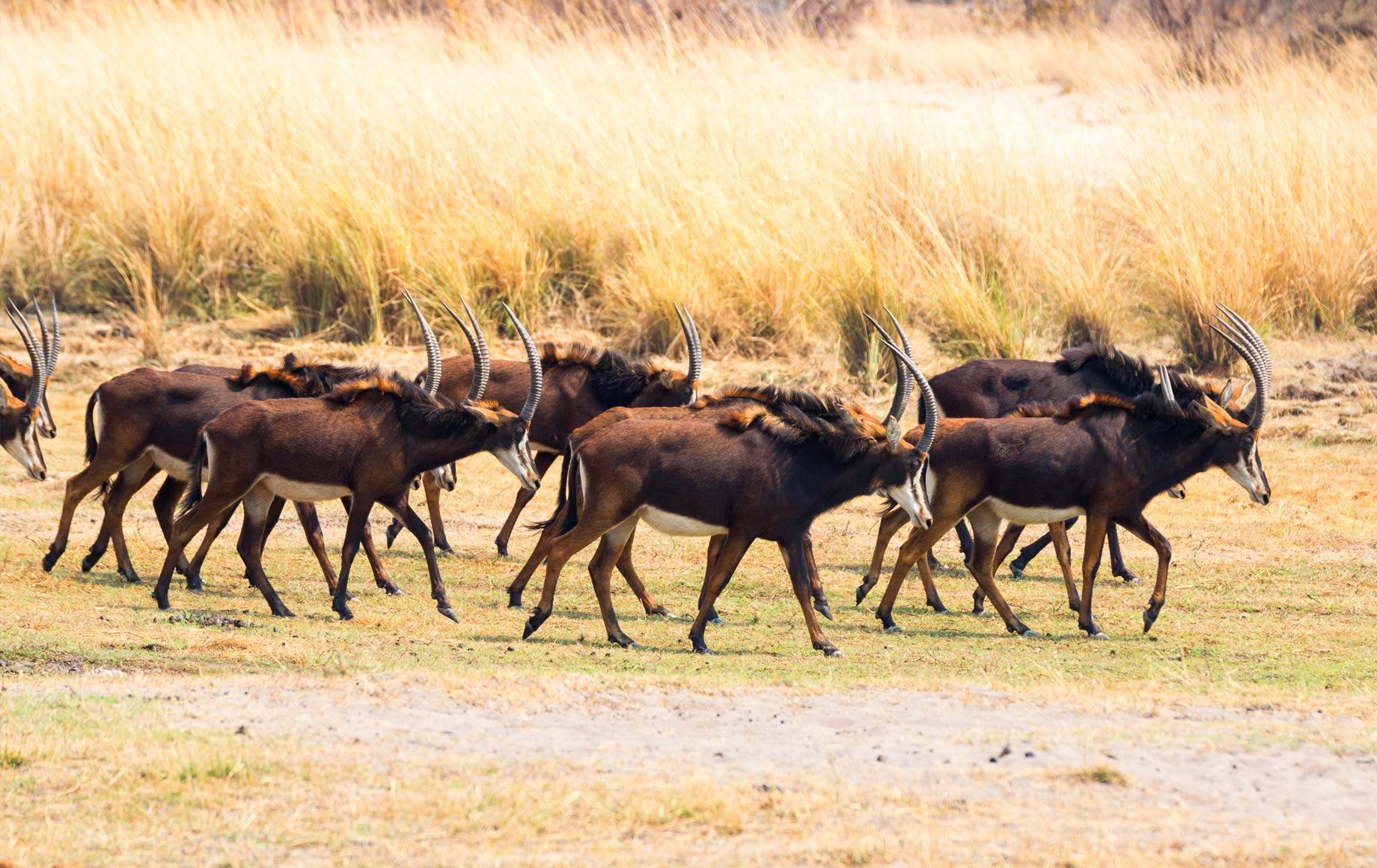 Wildlife at Linyanti Floodplains