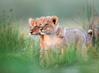 Lion cubs